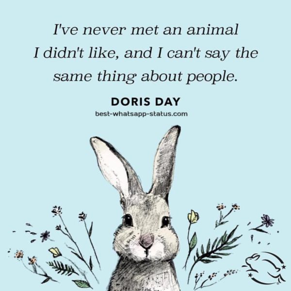 [50]+ Best Animal Lover Quotes That touch your Heart [Status for Animals]