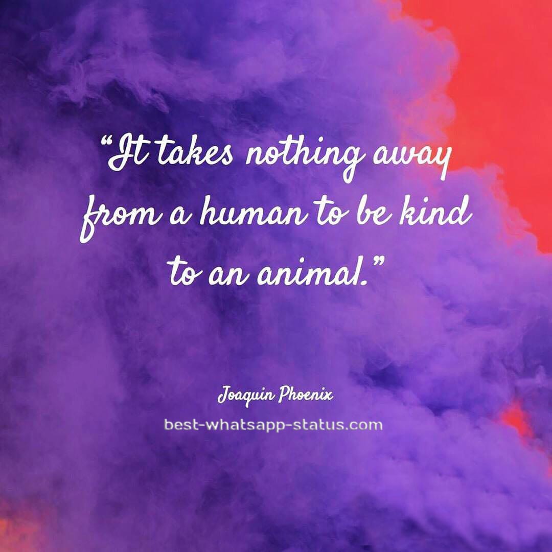 animal quotes (11)