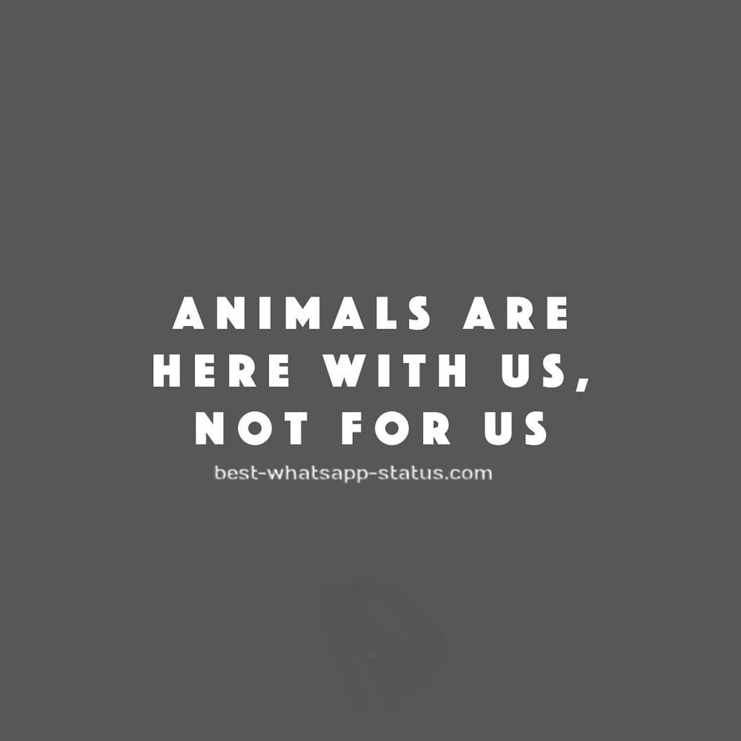 animal quotes (13)