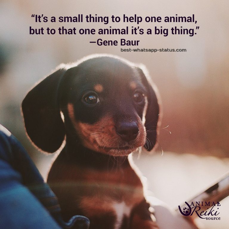 [50]+ Best Animal Lover Quotes That touch your Heart [Status for Animals]