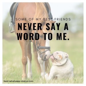 [50]+ Best Animal Lover Quotes That touch your Heart [Status for Animals]