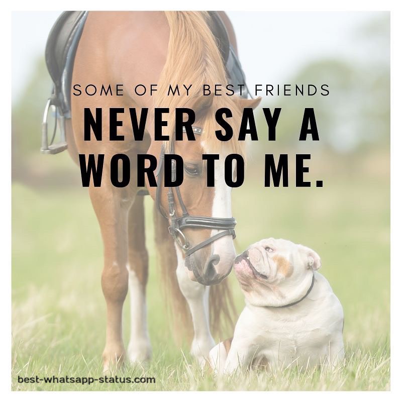 50]+ Best Animal Lover Quotes That touch your Heart [Status for Animals]