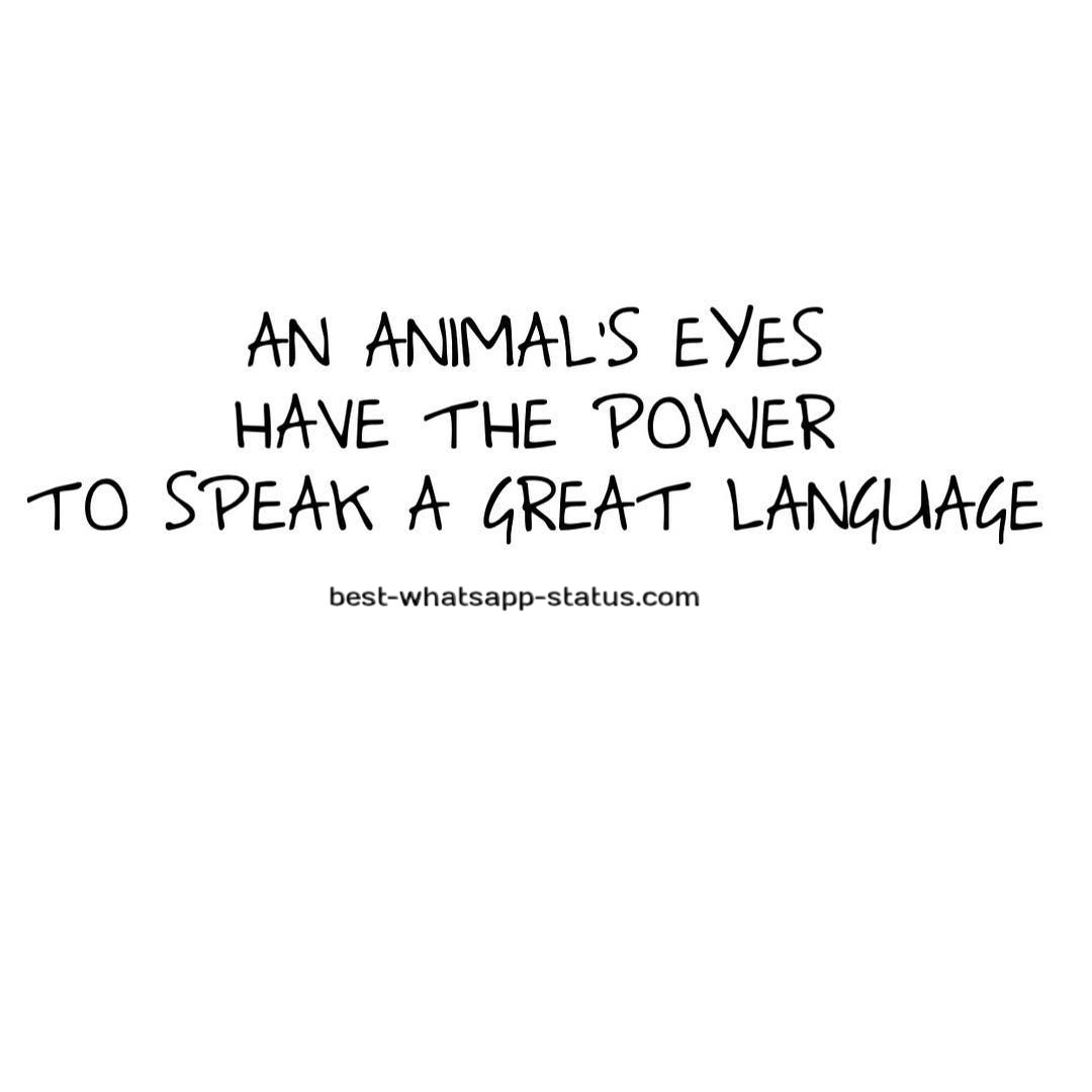 animal quotes (30)