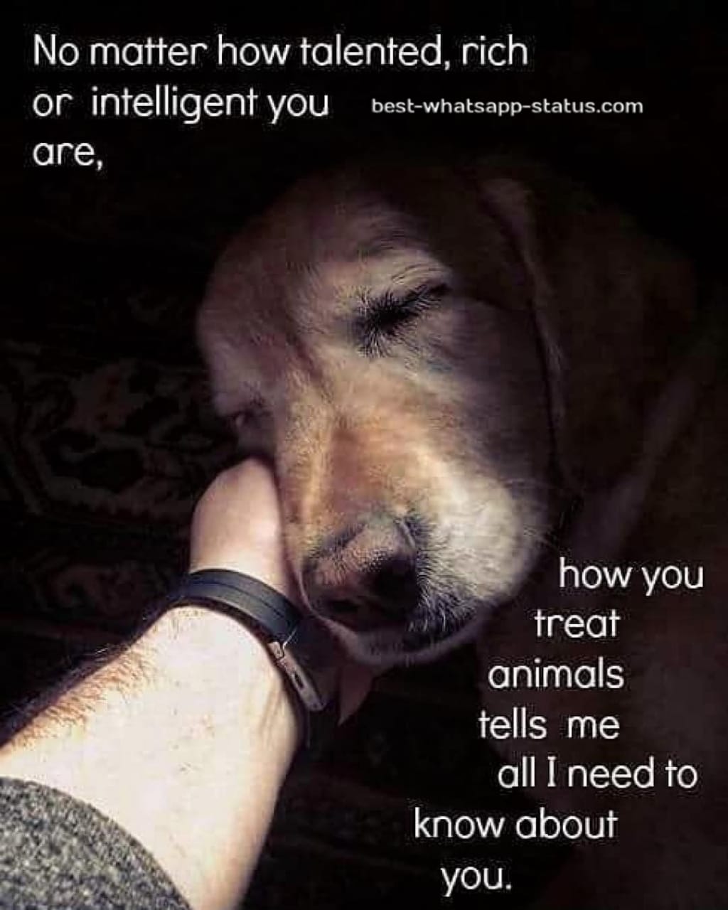  50 Best Animal Lover Quotes That touch your Heart Status for Animals 