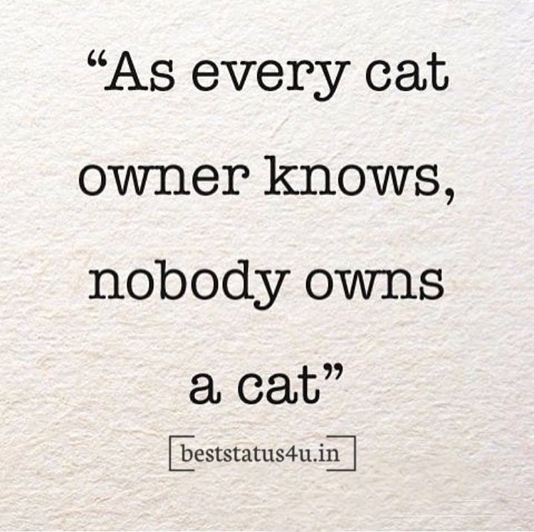 best cat adorable quotes (10)