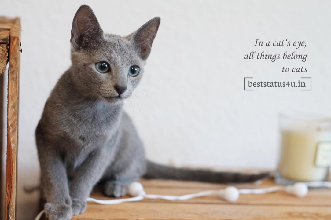 best cat adorable quotes (9)