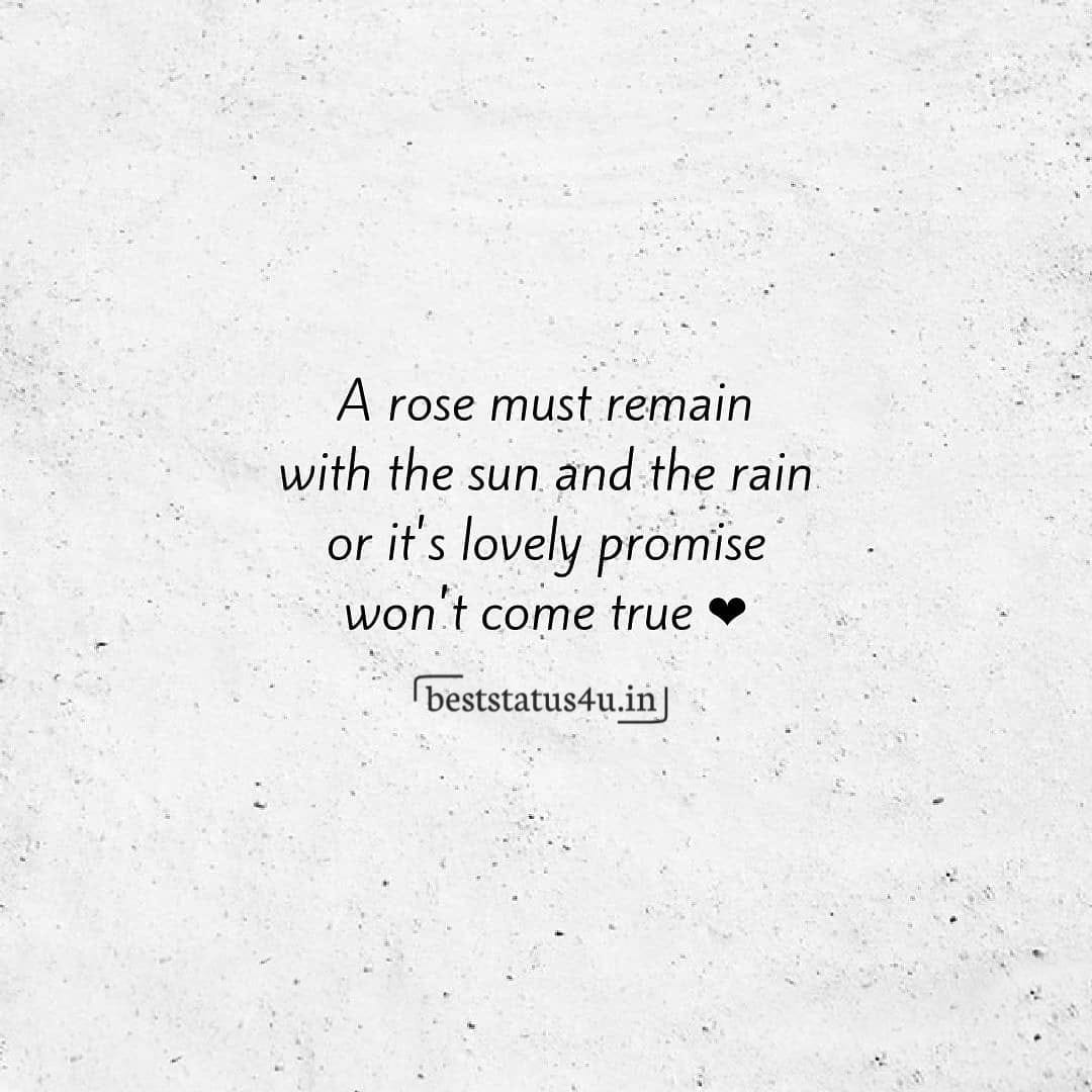 best rose day quotes that you love to express feelings