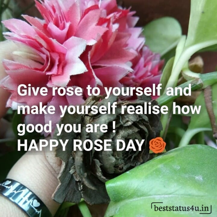 best rose day adorable status (16)