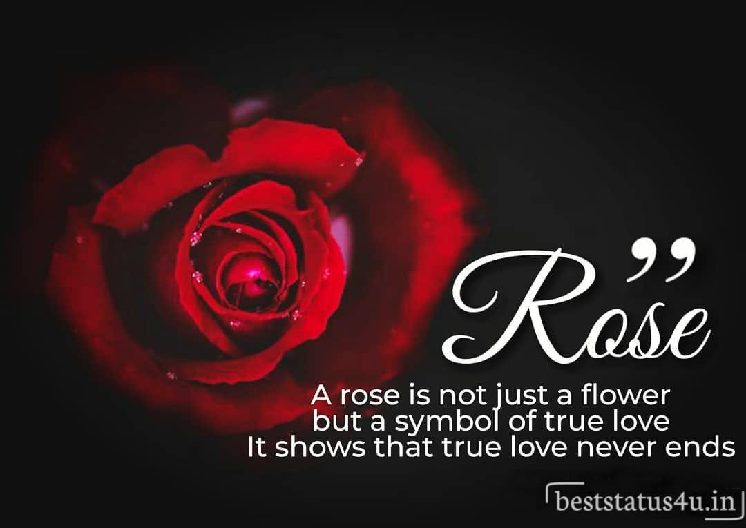 best quotes on rose day 2020 banner