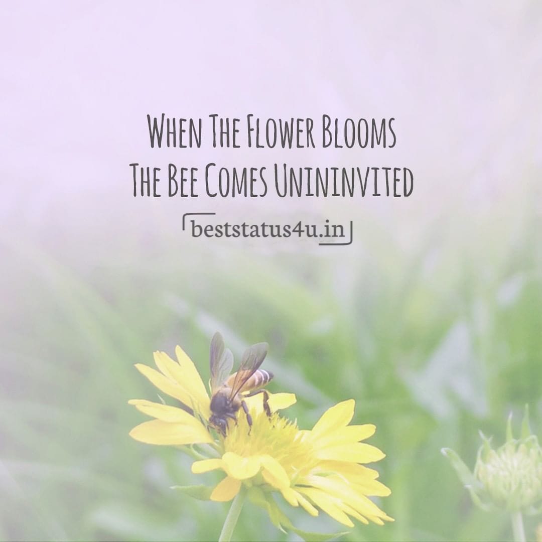 Flower best quotes (1)