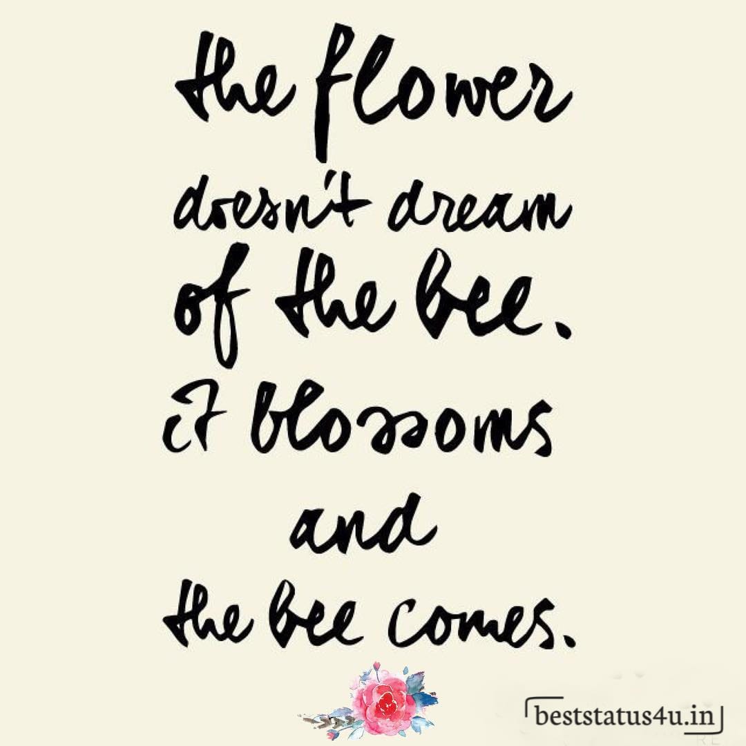 Flower best quotes (8)