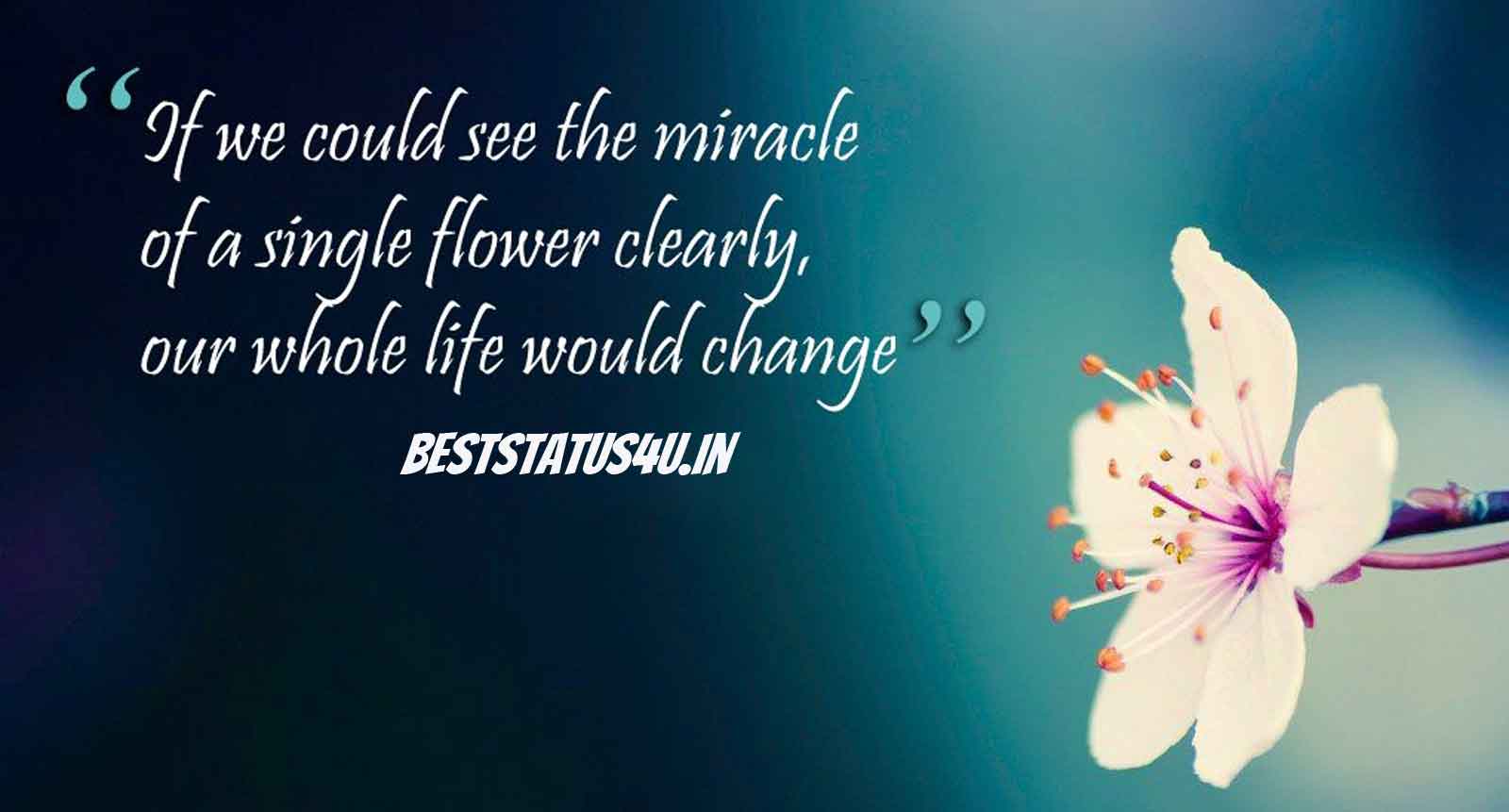 banner-flower-quotes