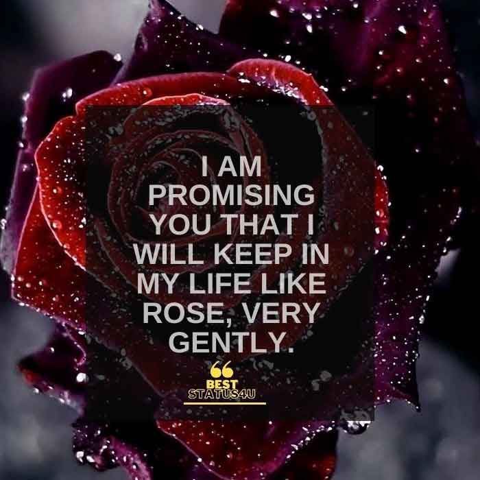rose-day-quote (1)
